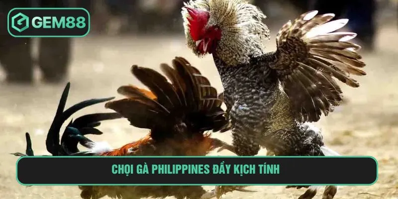 Đá Gà Philippines Là Gì Và Kinh Nghiệm Cá Cược Từ A-Z Chọi gà Philippines đầy kịch tính