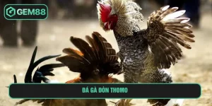 đá gà đòn thomo