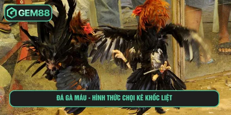 Đá Gà Máu Và Màn Đối Đầu Khốc Liệt Giữa Chiến Kê Tinh Nhuệ Đá gà máu - Hình thức chọi kê khốc liệt